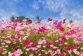 Cosmos Flower field on blue sky background,spring season flowers Royalty Free Stock Photo