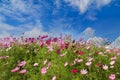 Cosmos Flower field on blue sky background,spring season flowers Royalty Free Stock Photo