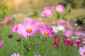 TheÃ¢â¬â¹ Cosmos Flower field with blue sky,Cosmos Flower field blooming spring flowers season Royalty Free Stock Photo