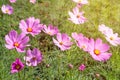 TheÃ¢â¬â¹ Cosmos Flower field with blue sky,Cosmos Flower field blooming spring flowers season Royalty Free Stock Photo