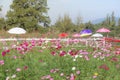 TheÃ¢â¬â¹ Cosmos Flower field with blue sky,Cosmos Flower field blooming spring flowers season Royalty Free Stock Photo