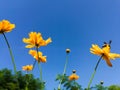 Cosmos Flower field with blue sky,Cosmos Flower field blooming spring flowers season Royalty Free Stock Photo