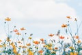 Cosmos flower field with blue sky and cloud background Royalty Free Stock Photo