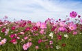 Cosmos Flower field with blue sky,spring season flowers Royalty Free Stock Photo