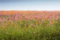 Cosmos flower field Royalty Free Stock Photo