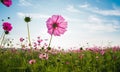 The cosmos flower field