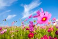 The cosmos flower field Royalty Free Stock Photo