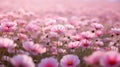 Cosmos flower field in the morning. Beautiful cosmos flower field. Generative AI