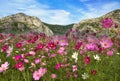 Cosmos Flower field on mountain background,spring season flowers Royalty Free Stock Photo