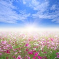 Cosmos flower field and nice blue sky