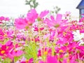 Cosmos flower field the place tourist love to visit.