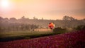 Cosmos flower field scenery with balloons floating