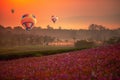 Cosmos flower field scenery with hot air balloons floating in the sky