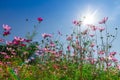 Cosmos Flower field with sky background,Cosmos Flower field blooming spring flowers season Royalty Free Stock Photo