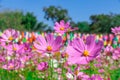 Cosmos Flower field with sky background,Cosmos Flower field blooming spring flowers season Royalty Free Stock Photo