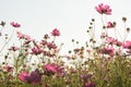 Cosmos flower in field on sky background