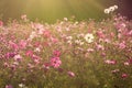 Sunshine is lighting from sky at Cosmos flower fields in the evening