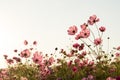 Sunshine is lighting from sky at Cosmos flower fields in the evening Royalty Free Stock Photo