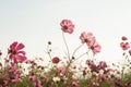 Cosmos flower in field on sky background Royalty Free Stock Photo