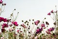 Cosmos flower in field on sky background Royalty Free Stock Photo