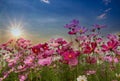 Cosmos Flower field on sun rise background,spring season flowers