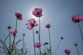 Cosmos flower Royalty Free Stock Photo