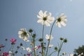 Cosmos flower Royalty Free Stock Photo