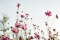 Cosmos flower in field on white background Royalty Free Stock Photo