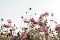 Cosmos flower in field on white background Royalty Free Stock Photo