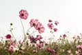 Cosmos flower in field on white background Royalty Free Stock Photo