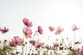 Cosmos flower in field on white background