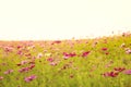 Cosmos flower field with white sky in background Royalty Free Stock Photo