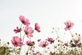 Cosmos flower in field on white background Royalty Free Stock Photo