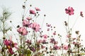 Cosmos flower in field on white background Royalty Free Stock Photo