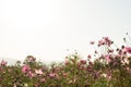 Cosmos flower in field on white background Royalty Free Stock Photo