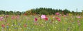 Cosmos flower in a flowering fallow in a field