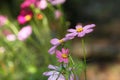 Cosmos flower