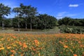 Cosmos Flower Garden Blossom Khao Kho District in Winter