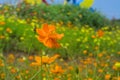 Cosmos flower in the garden