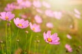 Cosmos flower in the garden and morning sunlight