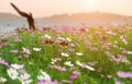 Cosmos flower garden in morning time Royalty Free Stock Photo