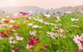 Cosmos flower garden in morning time Royalty Free Stock Photo