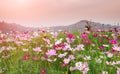 Cosmos flower garden in morning time Royalty Free Stock Photo