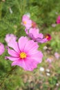Cosmos Flower in garden Royalty Free Stock Photo