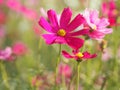 Cosmos flower in garden, pink color on blurred of nature background Royalty Free Stock Photo