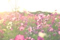 Cosmos flower garden is pink. Royalty Free Stock Photo