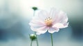 Cosmos flower in the garden with soft focus,vintage style Royalty Free Stock Photo