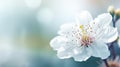 Cosmos flower in the garden with soft focus,vintage style Royalty Free Stock Photo