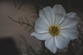 Cosmos flower in the garden, vintage color tone, selective focus Royalty Free Stock Photo