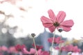 Cosmos flower garden, vintage tone style, spring and summer garden Royalty Free Stock Photo